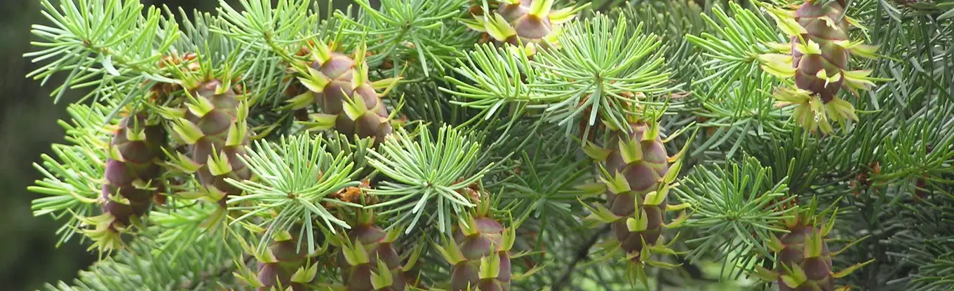 Pseudotsuga menziesii